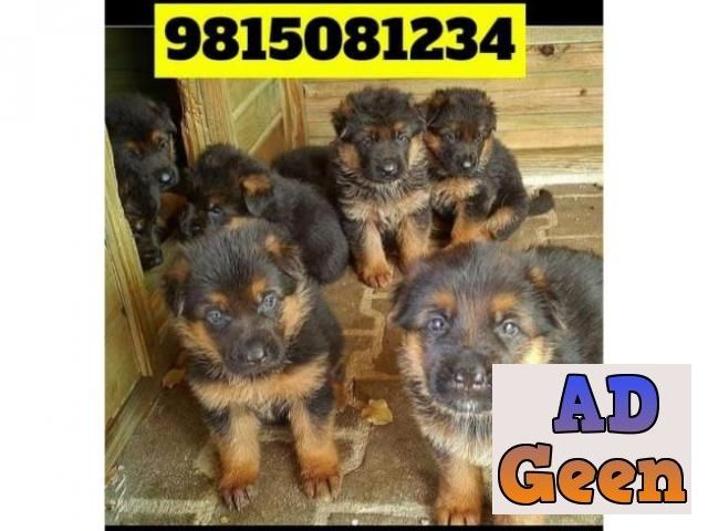 used German Shepherd Puppies Available For sale in Jalandhar. CALL9815081234 for sale 